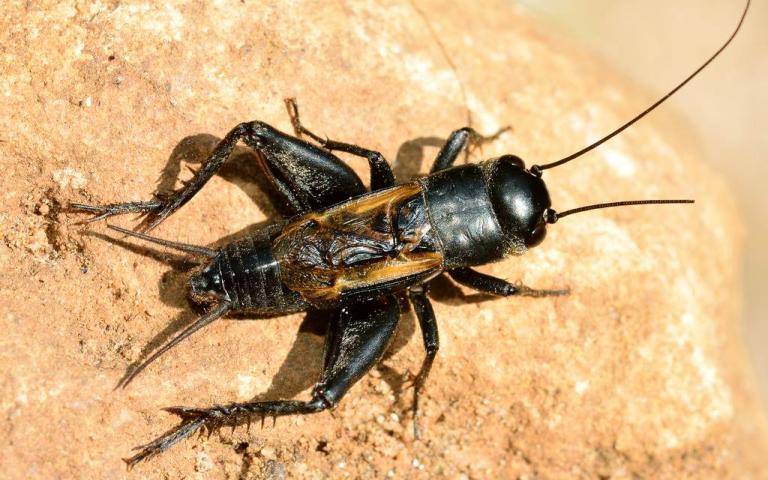 Сверчок степной - Melanogryllus desertus Pall.