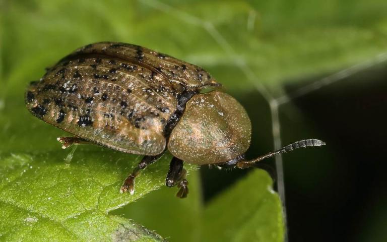 Свекловичная щитоноска - Cassida nebulosa L. 