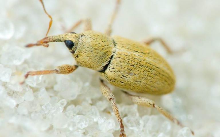 Рыжий люцерновый семеед - Tychius aureolus Kiesenwetter