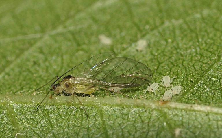 Розанно-злаковая тля - Metopolophium dirhodum Walk. 