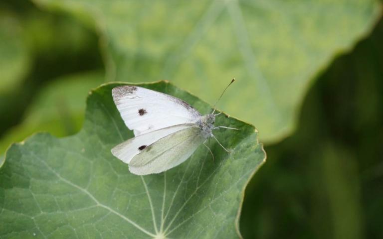 Репная белянка - Pieris rapae L. 