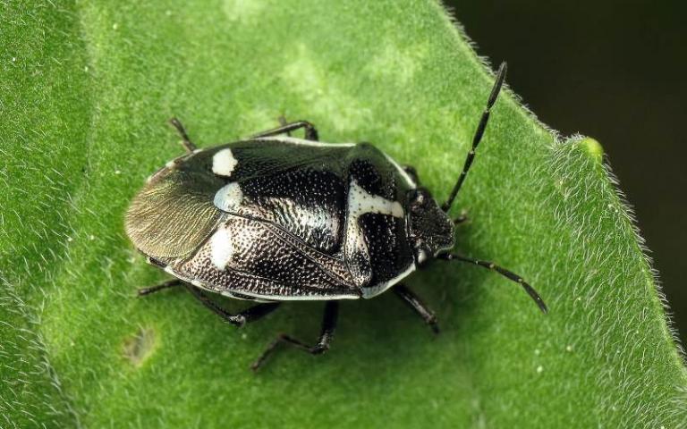 Рапсовый клоп - Eurydema oleracea L. 