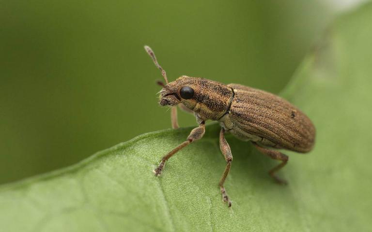 Полосатый клубеньковый долгоносик - Sitona lineatus L.