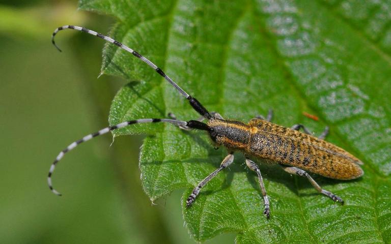 Подсолнечниковый усач - Agapanthia dahli (Richt.)