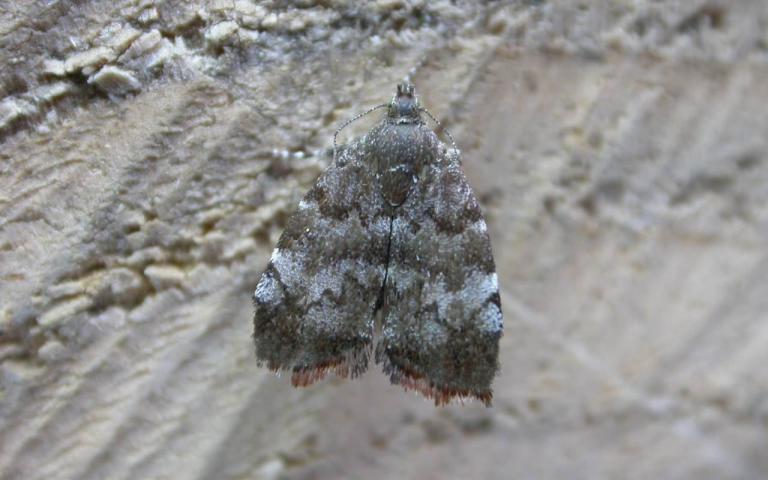 Плодовая моле-листовертка - Choreutis pariana Cl.