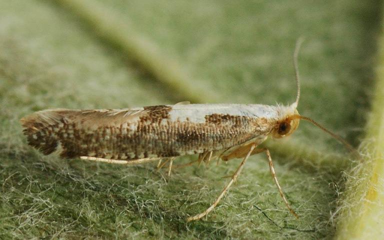 Плодовая рябиновая моль - Argyresthia conjugella Zeller 