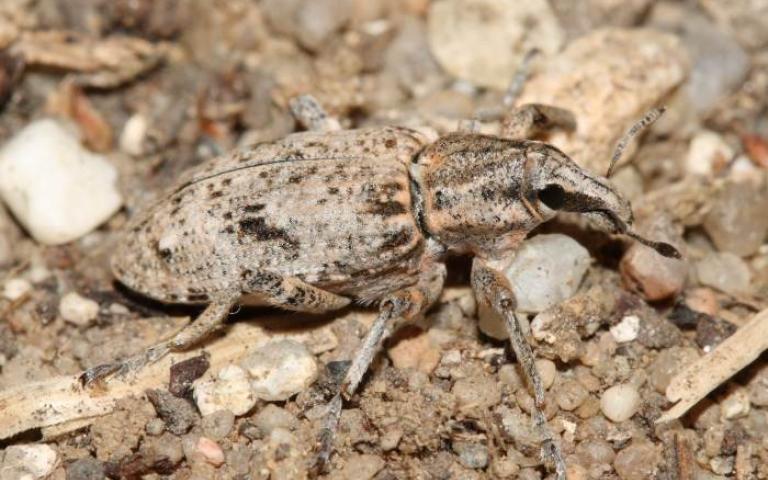 Обыкновенный свекловичный долгоносик - Bothynoderes punctiventris Germar