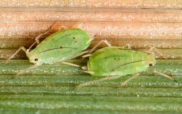 Обыкновенная злаковая тля - Schizaphis graminum Rond.