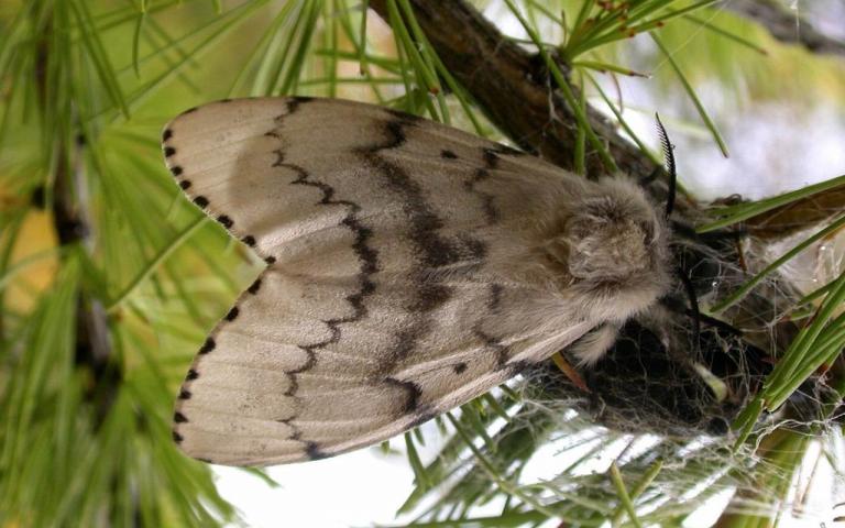 Непарный шелкопряд - Lymantria dispar (L.)