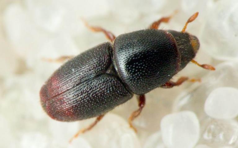 Морщинистый заболонник - Scolytus rugulosus (Muell.)