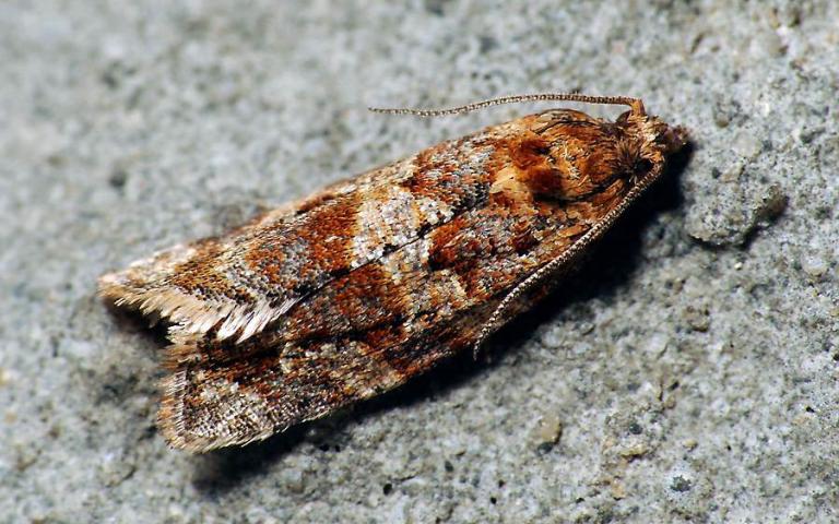 Многоядная листовертка - Argyrotaenia ljungiana (Thunberg)