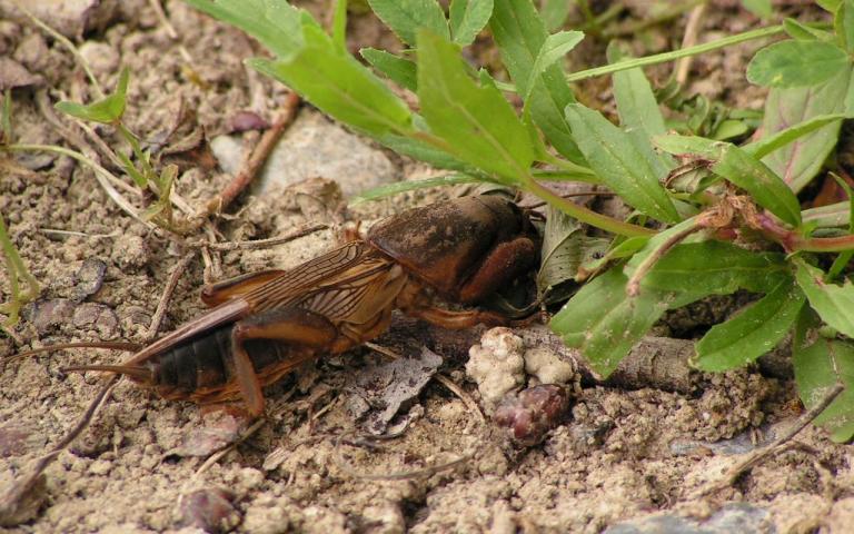 Медведка обыкновенная - Gryllotalpa gryllotalpa (L.)