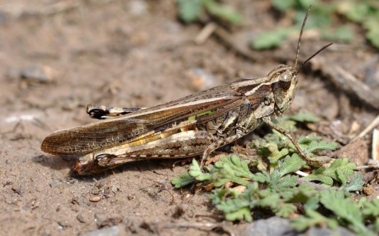 Мароккская саранча - Dociostaurus maroccanus (Thnb.)