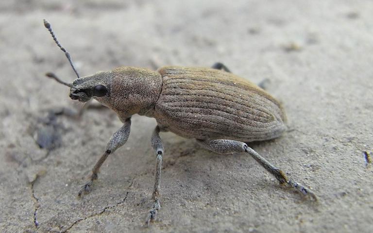 Серый свекловичный долгоносик - Tanymecus palliatus F.