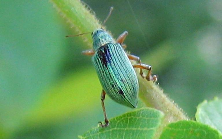 Малый клеверный листовой слоник - Hypera nigrirostris F. 