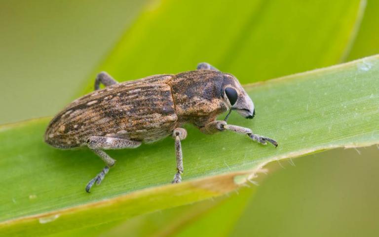 Люцерновый клубеньковый долгоносик - Sitona humeralis Steph.