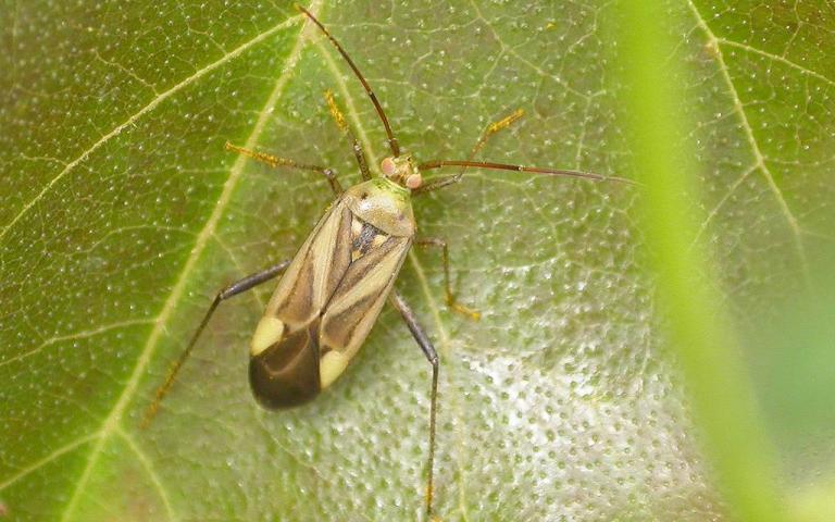 Люцерновый клоп - Adelphocoris lineolatus Goeze