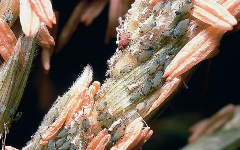 Кукурузная тля - Rhopalosiphum maidis Fitch.