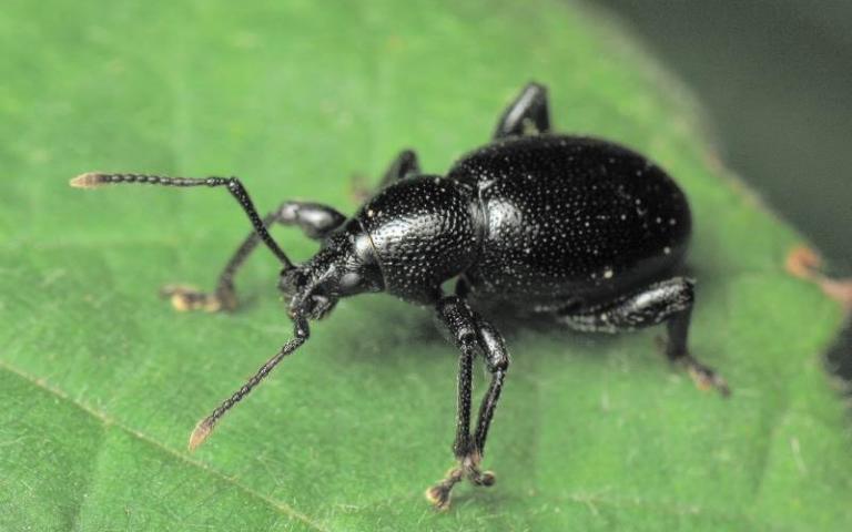 Крымский скосарь - Otiorhynchus asphaltinus Germar 