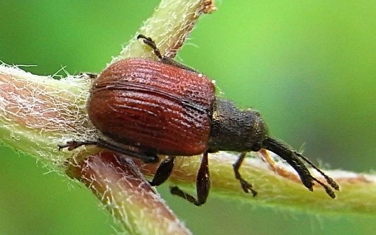 Трубковерт (слоник) боярышниковый краснокрылый - Coenorrhinus aequatus L.