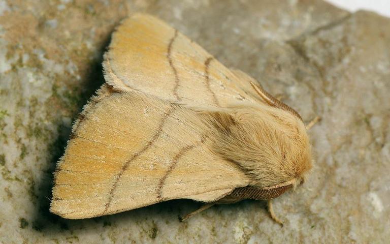 Кольчатый шелкопряд - Malacosoma neustria L.