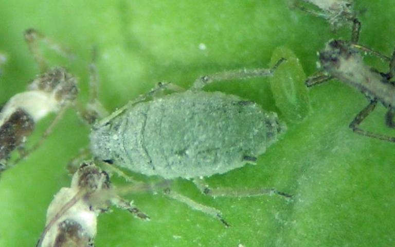 Капустная тля -  Brevicoryne brassicae L.