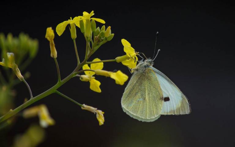 Капустная белянка - Pieris brassicae L. 