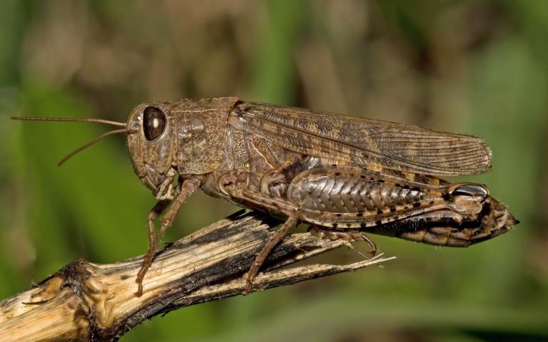 Прус (Саранча итальянская) - Calliptamus italicus (L.)