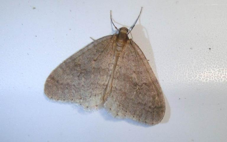 Зимняя пяденица - Operophthera brumata L.