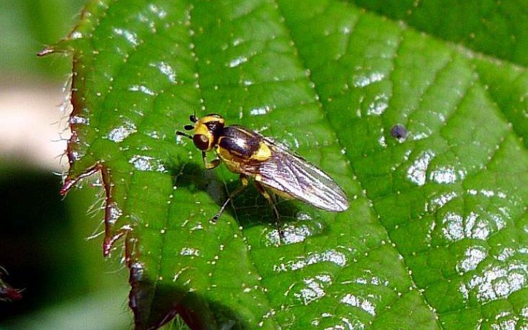 Зеленоглазка - Chlorops pumilionis Bjerk.