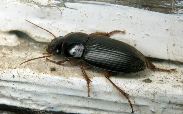 Жужелица волосистая - Harpalus rufipes (Deg.)