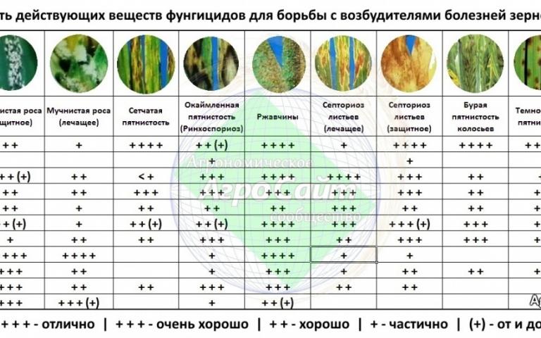 Ячмень яровой