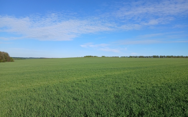 Пшеница озимая