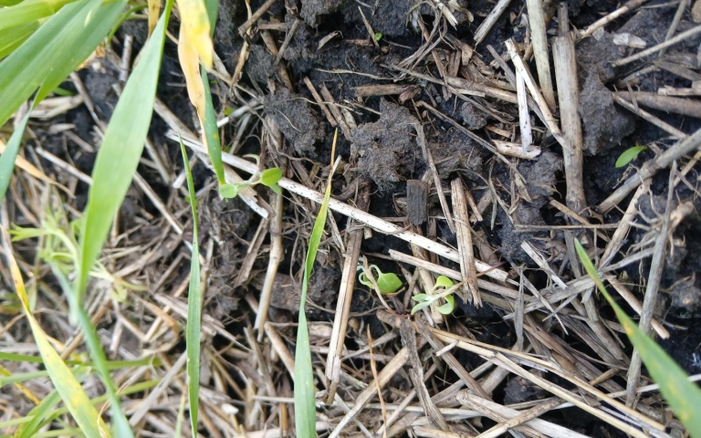 Пшеница озимая