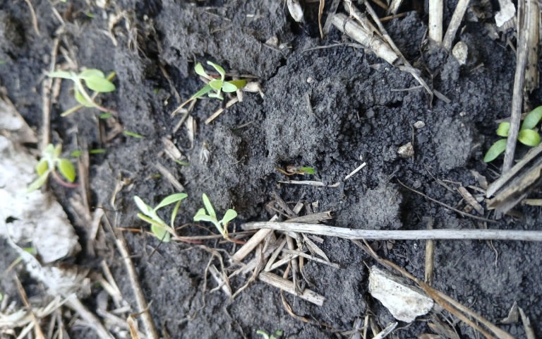 Пшеница озимая