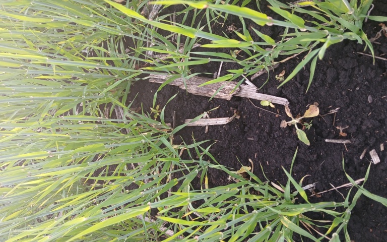 Ячмень яровой