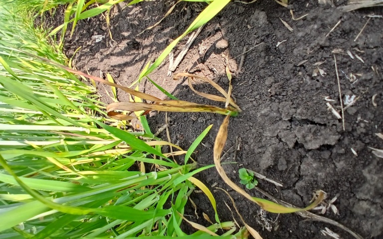 Ячмень яровой