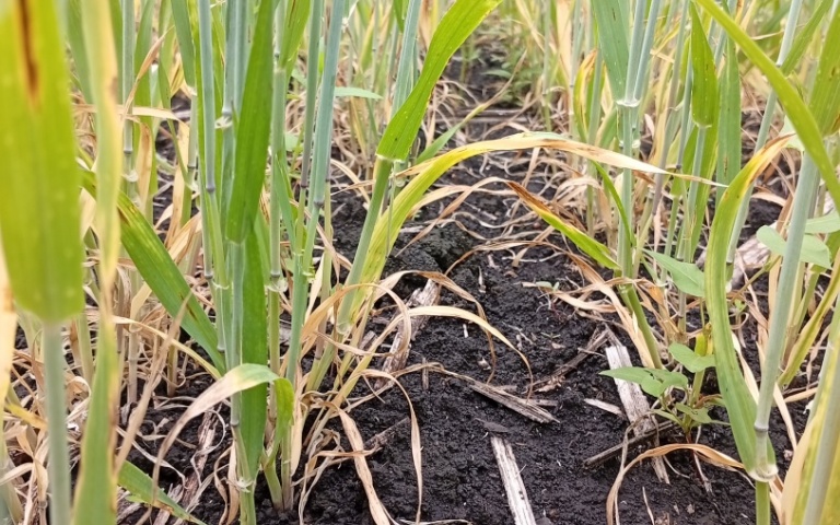 Ячмень яровой