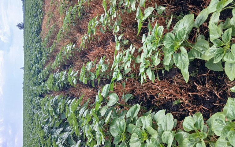 Подсолнечник