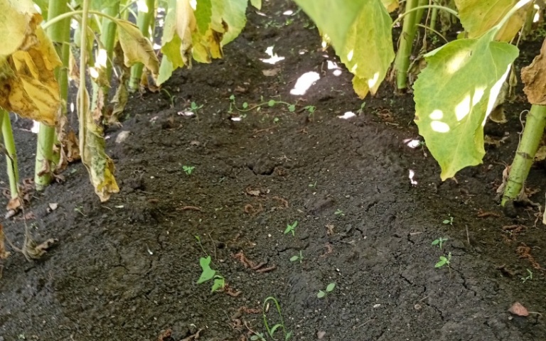 Подсолнечник