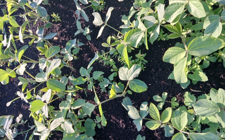 Соя культурная