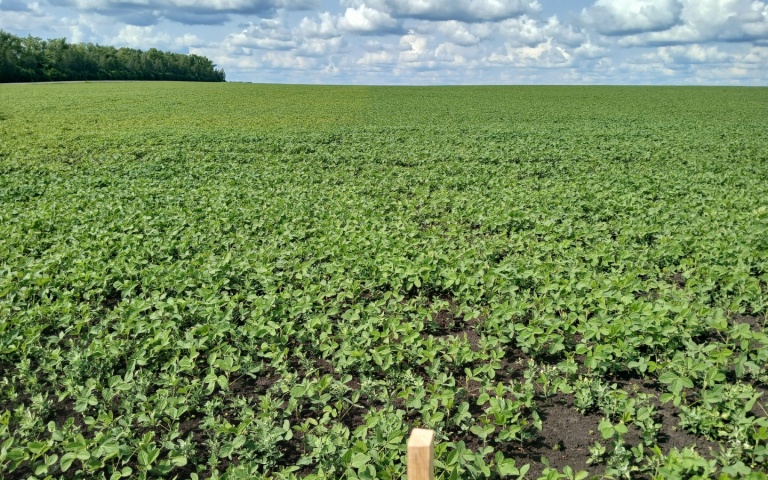 Соя культурная