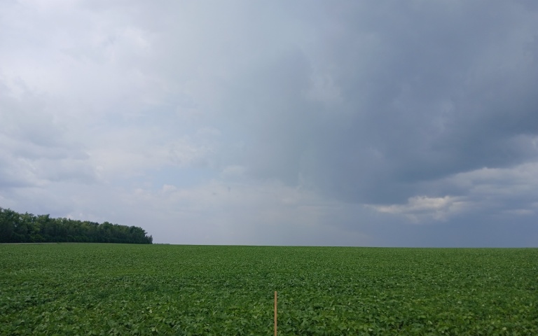 Соя культурная