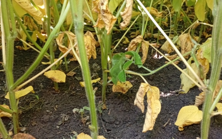 Соя культурная