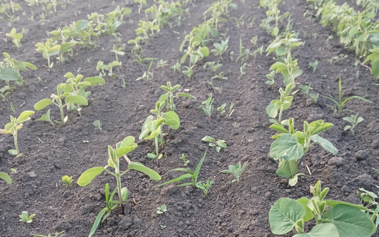 Соя культурная