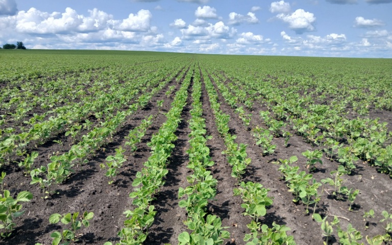 Соя культурная