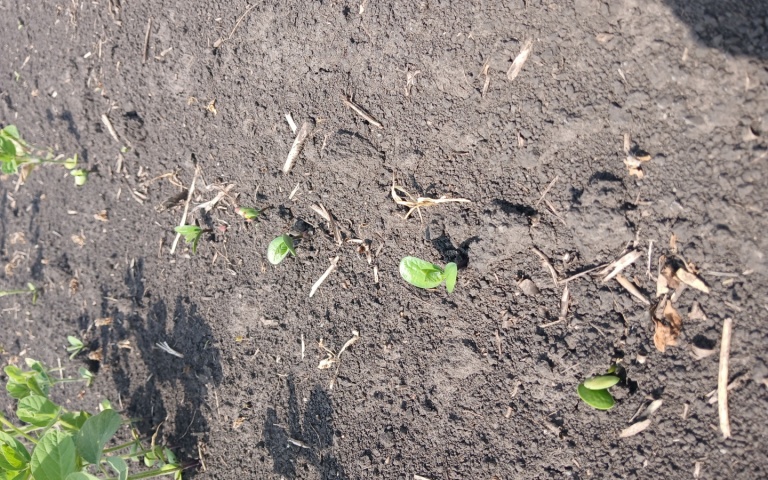 Соя культурная