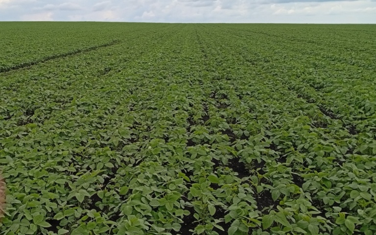 Соя культурная