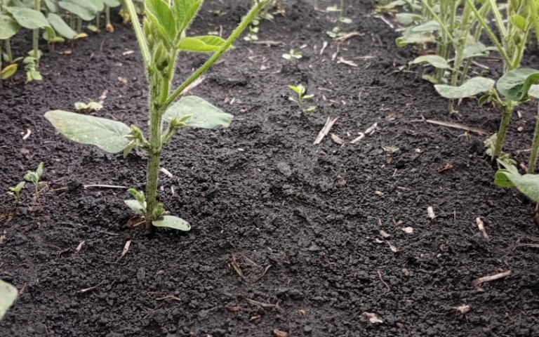 Соя культурная