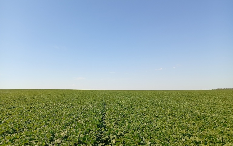 Соя культурная